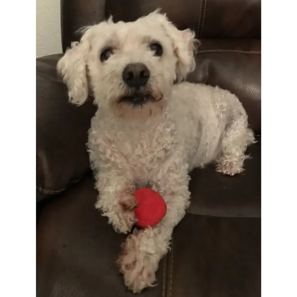 12 Pack Plush Squeaky Balls for Small Dogs or Cats - Red, Yellow, Blue